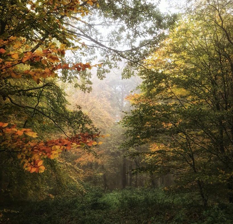 Man sieht einen Wald im Herbst, das Laub an den Bäumen hat sich schon orange und rot verfärbt. Außerdem ist es neblig.